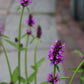 Stachys Hummelo 1g