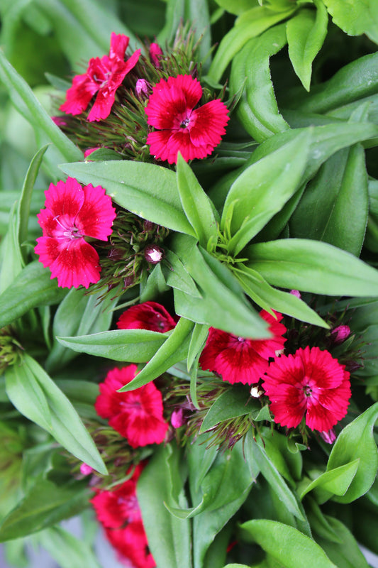 DIANTHUS barbarini Red 1g
