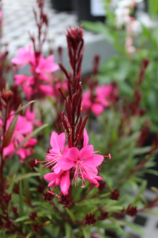 GAURA Belleza Dark Pink 1g