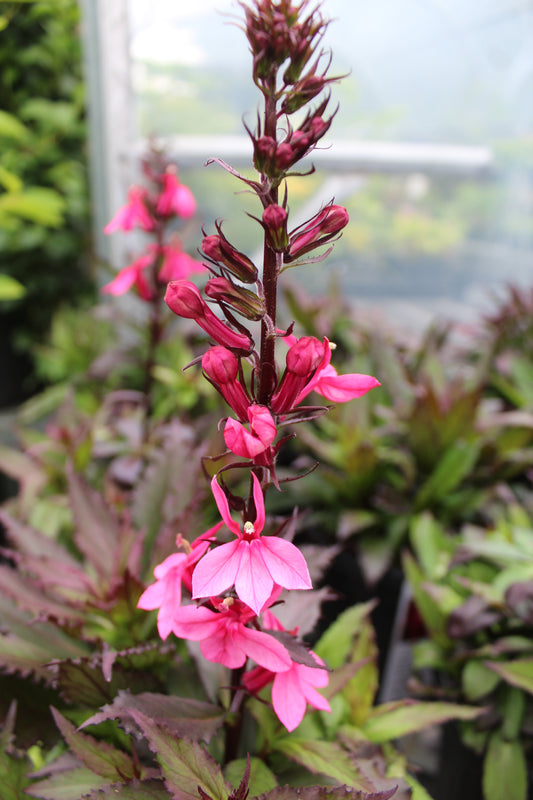 Lobelia Starship Rose