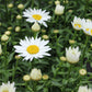 Leucanthemum Snowcap 2g