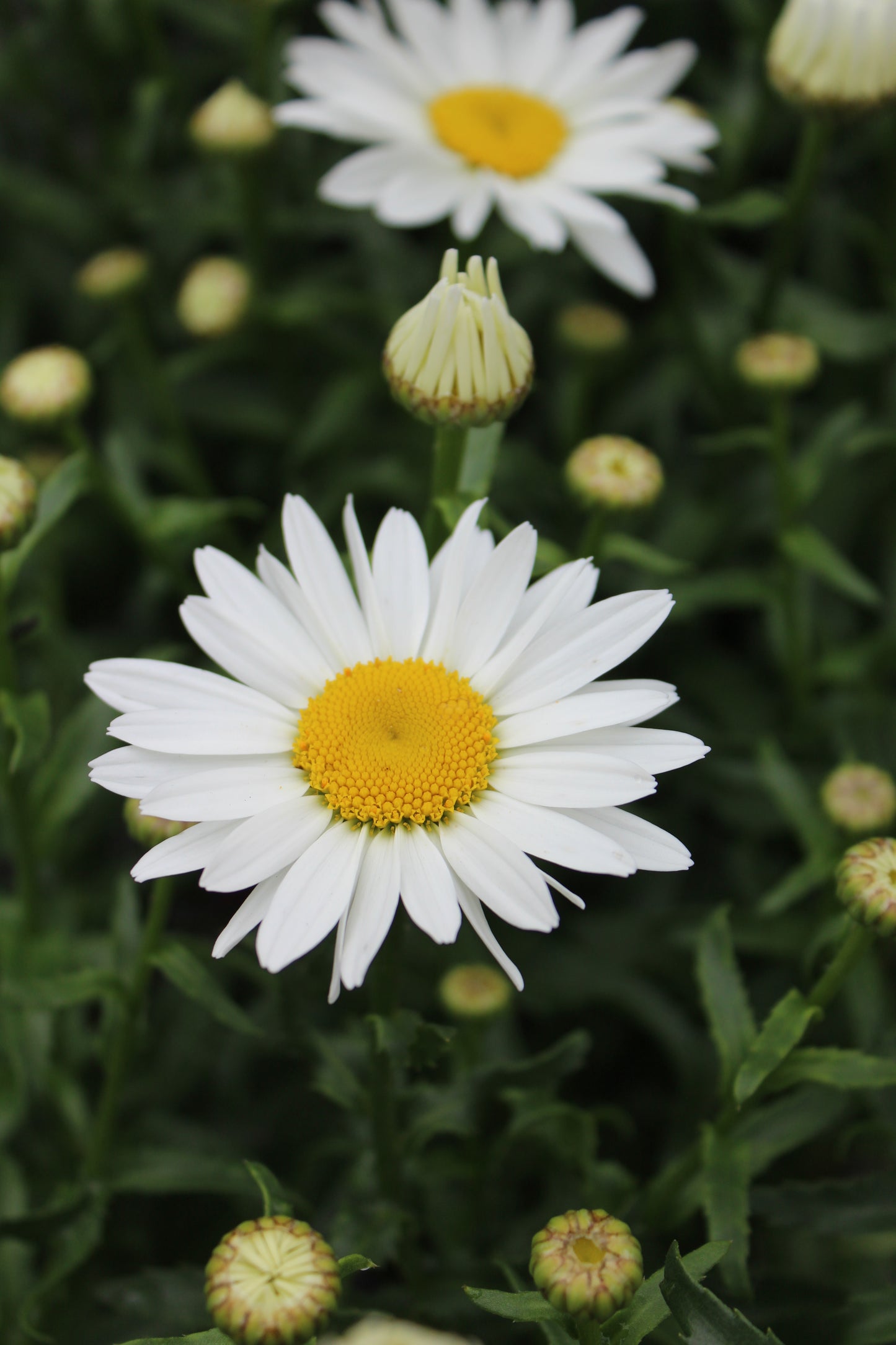 Leucanthemum Snowcap