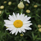 Leucanthemum Snowcap 2g