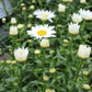 Leucanthemum Snowcap 2g