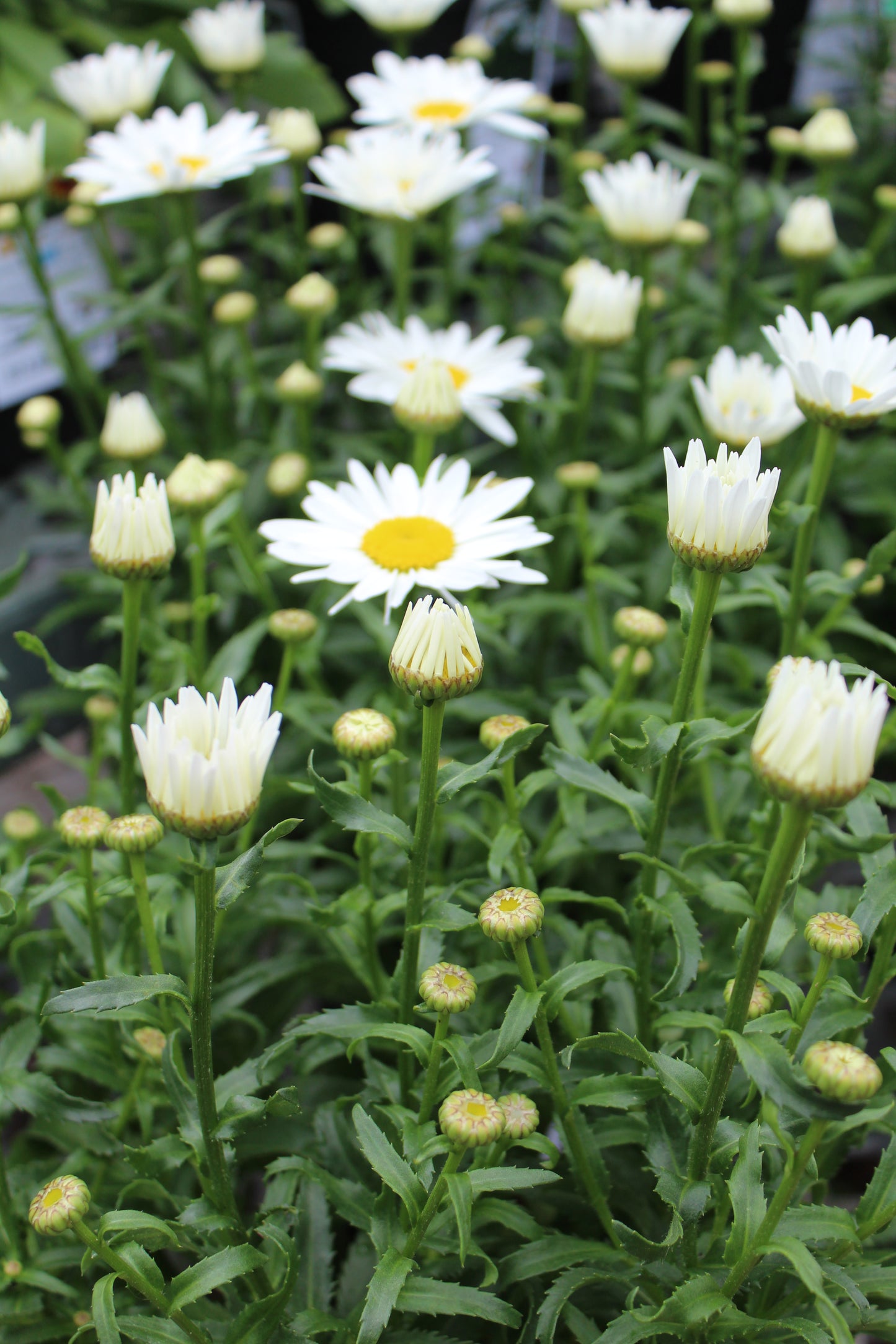 Leucanthemum Snowcap