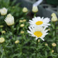 Leucanthemum Snowcap 2g
