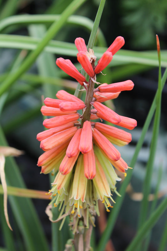 KNIPHOFIA Border Ballet 1g