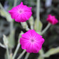 Lychnis coronaria 1g