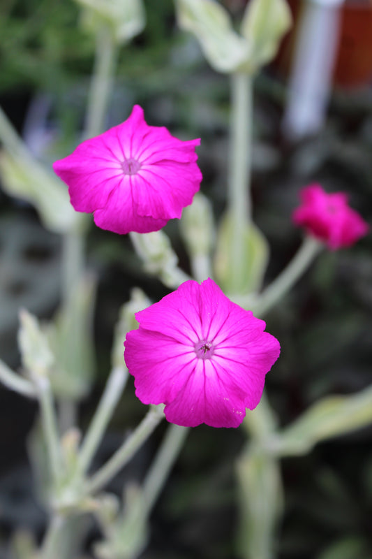 Lychnis coronaria 1g