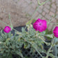 Lychnis coronaria 1g