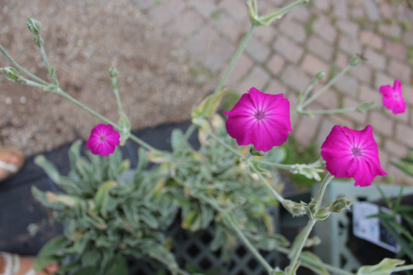 Lychnis coronaria 1g