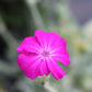 Lychnis coronaria 1g