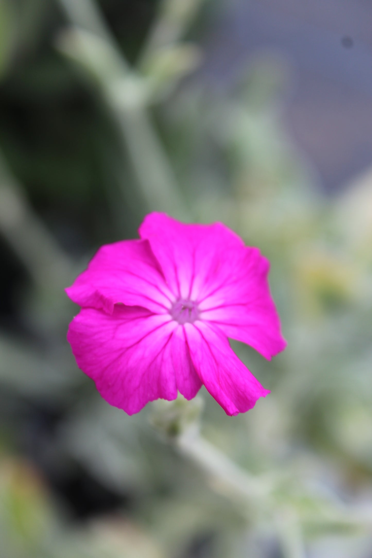 Lychnis coronaria 1g