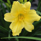 Hemerocallis x Happy Return