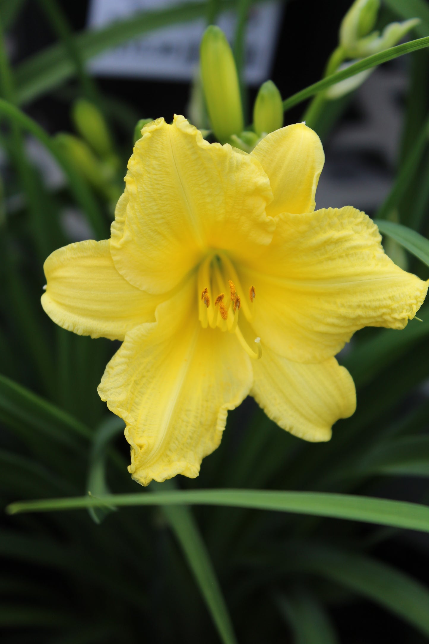 Hemerocallis Happy Returns 1g