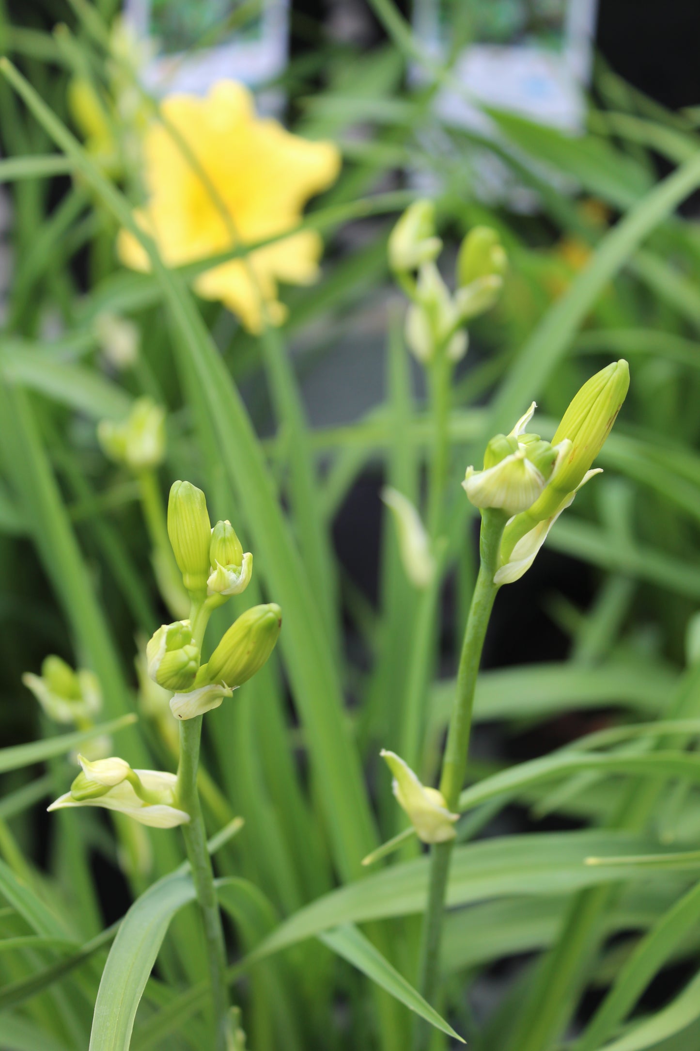 Hemerocallis x Happy Return