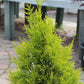 THUJA PLICATA FLUFFY 2g