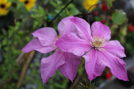 CLEMATIS Sally 1g