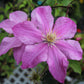 CLEMATIS Sally 1g