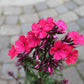 Phlox Starfire 1g