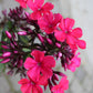 Phlox Starfire 1g