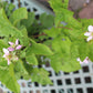 Rubus Chester (blackberry) 3g