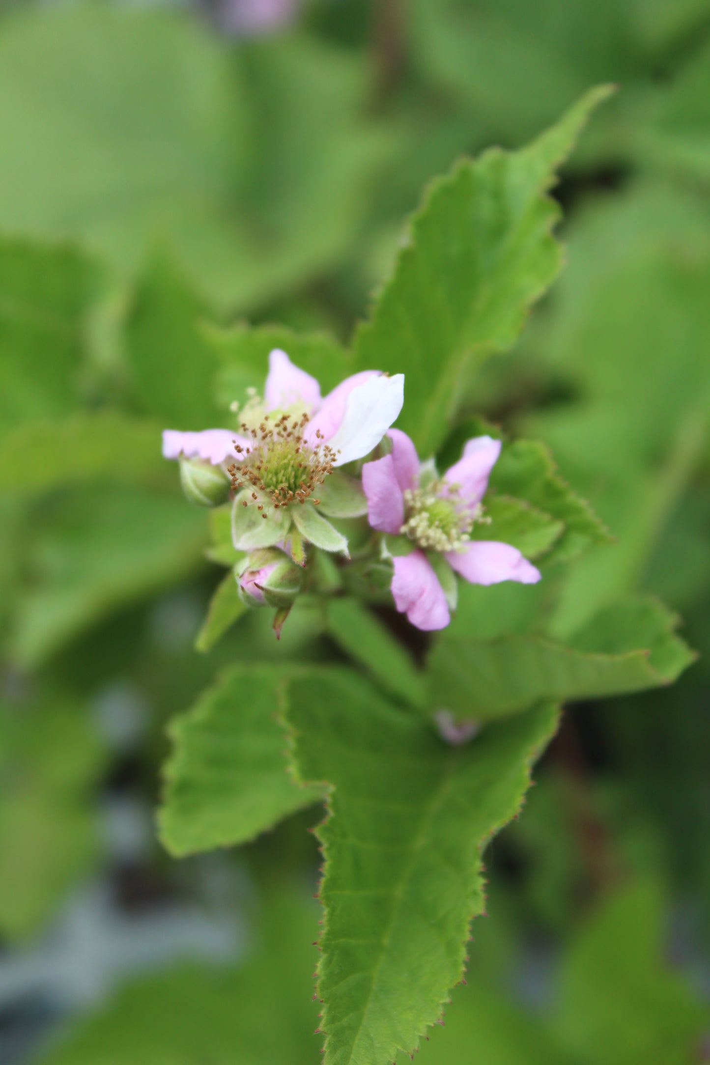 Rubus Chester (blackberry) 3g