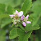 RUBUS `CHESTER` ,2