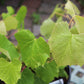 Vitis Concord (seedless grape) 3g