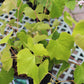 Vitis Concord (seedless grape) 3g