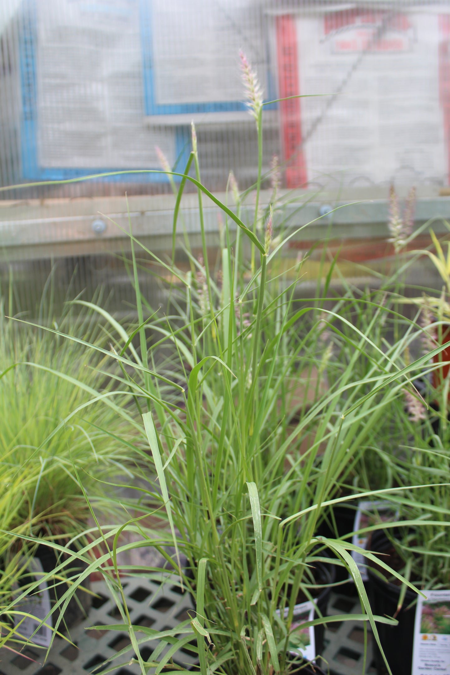 Pennisetum Karley Rose