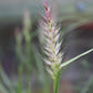 Pennisetum Karley Rose