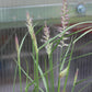 Pennisetum Karley Rose