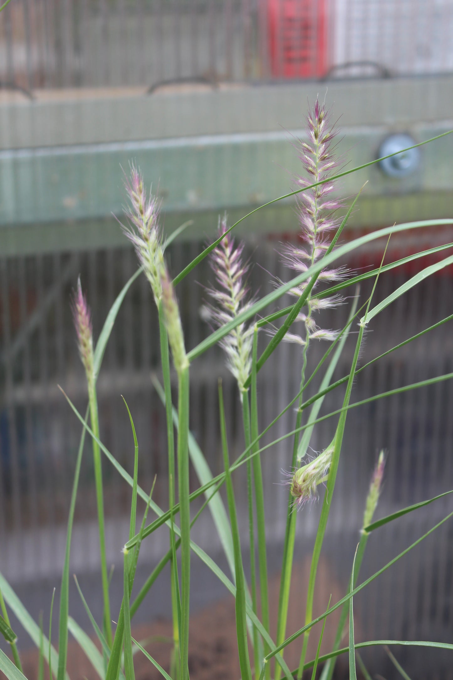 Pennisetum Karley Rose