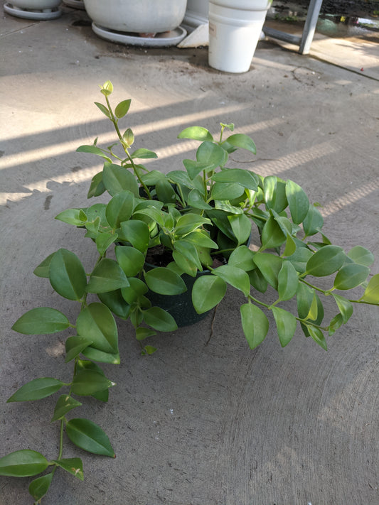 Lipstick Plant 6'