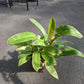 Hybrid philodendron 4"