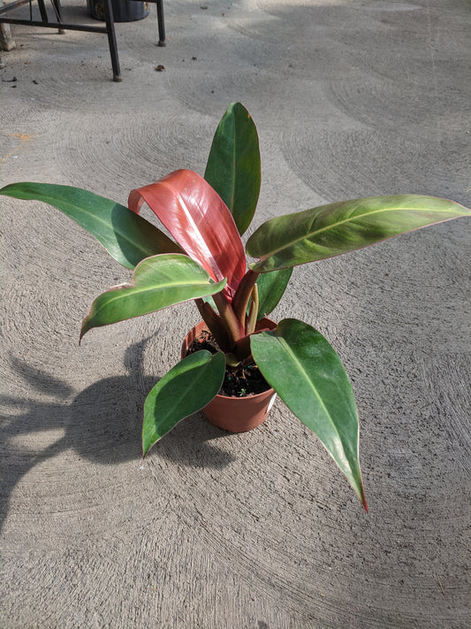 Hybrid philodendron 4"