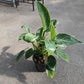 Hybrid philodendron 4"