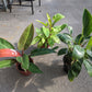 Hybrid philodendron 4"