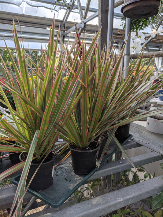 4' dracena