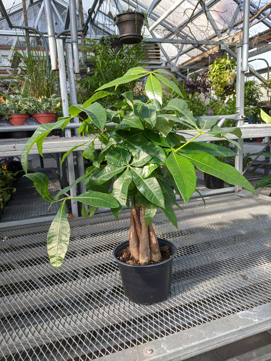 6' money tree