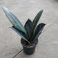 4" rubber plant