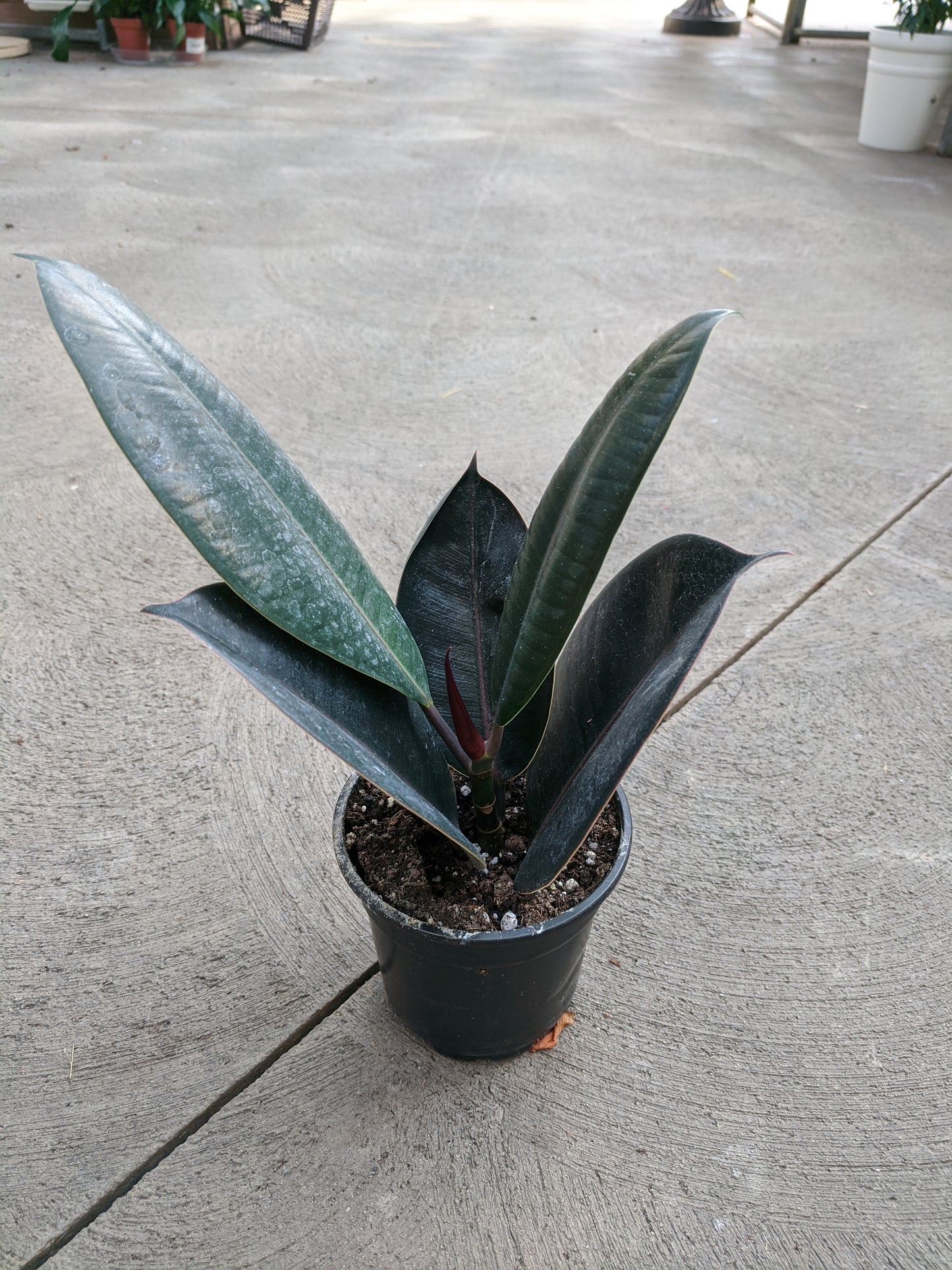 4" rubber plant