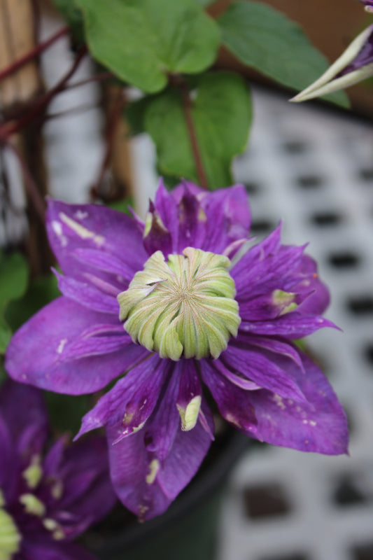 CLEMATIS Taiga 1g