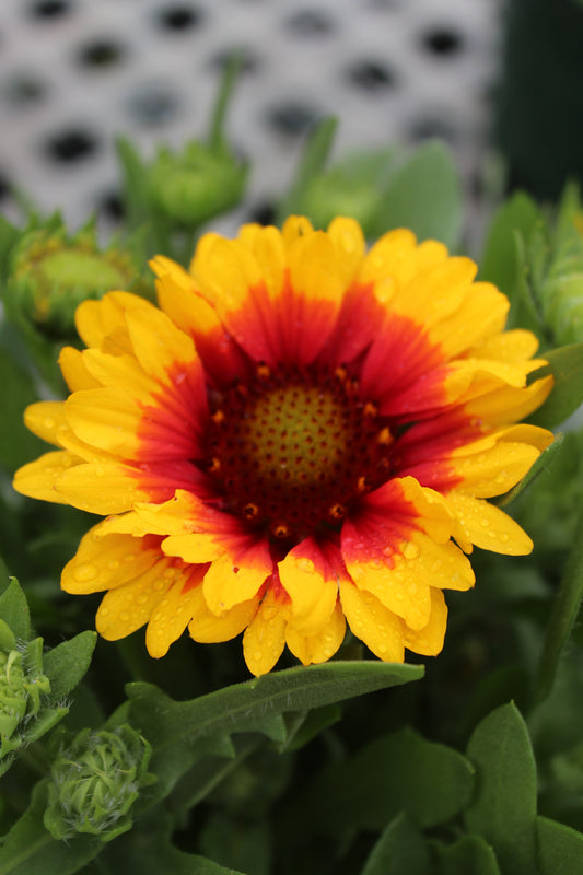 GAILLARDIA Spin Top Red Starburst 1g