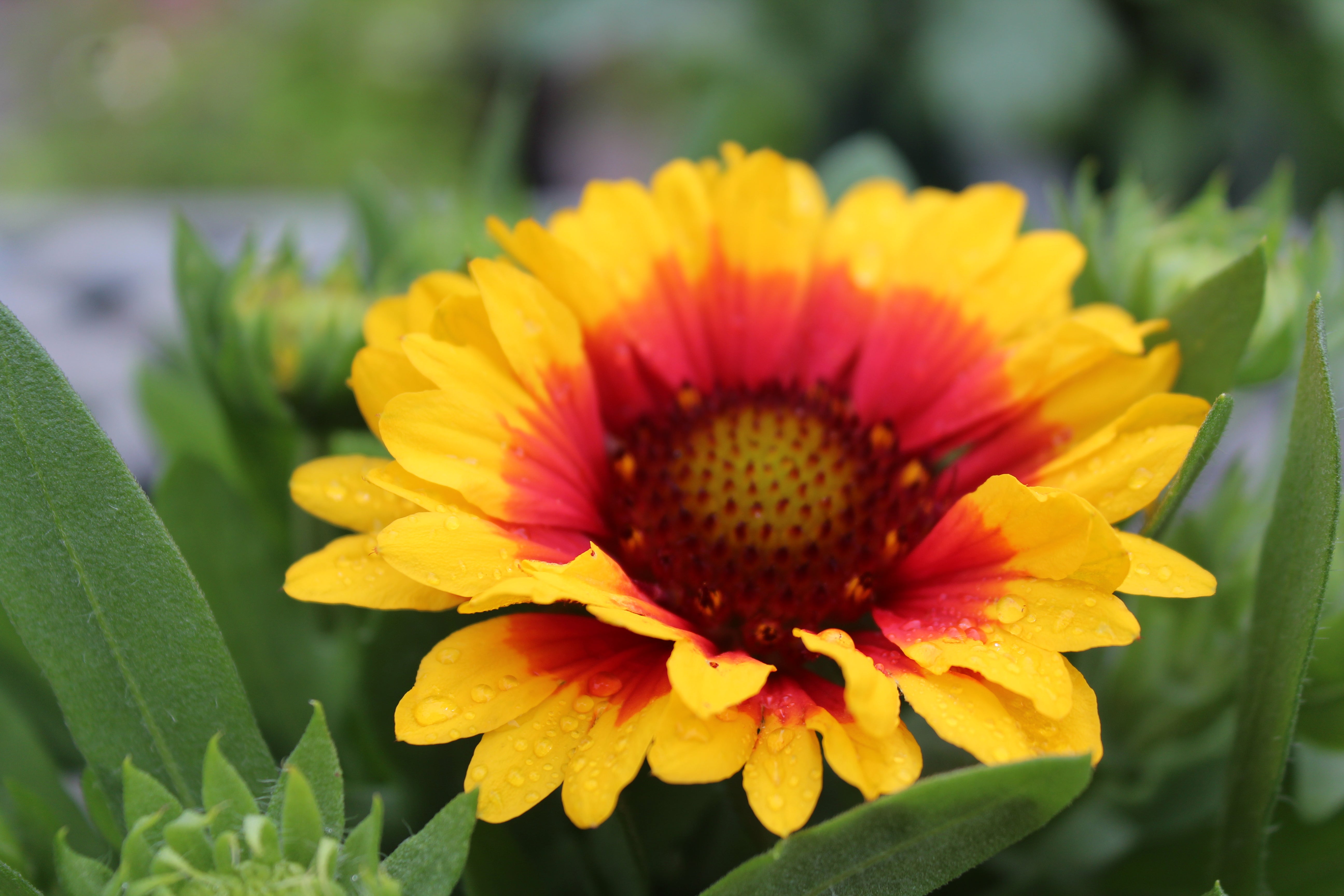 Spintop red discount starburst blanket flower