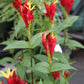 SPIGELIA marilandica Little Redhead 1g