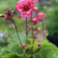 GEUM Tempo Rose 1g