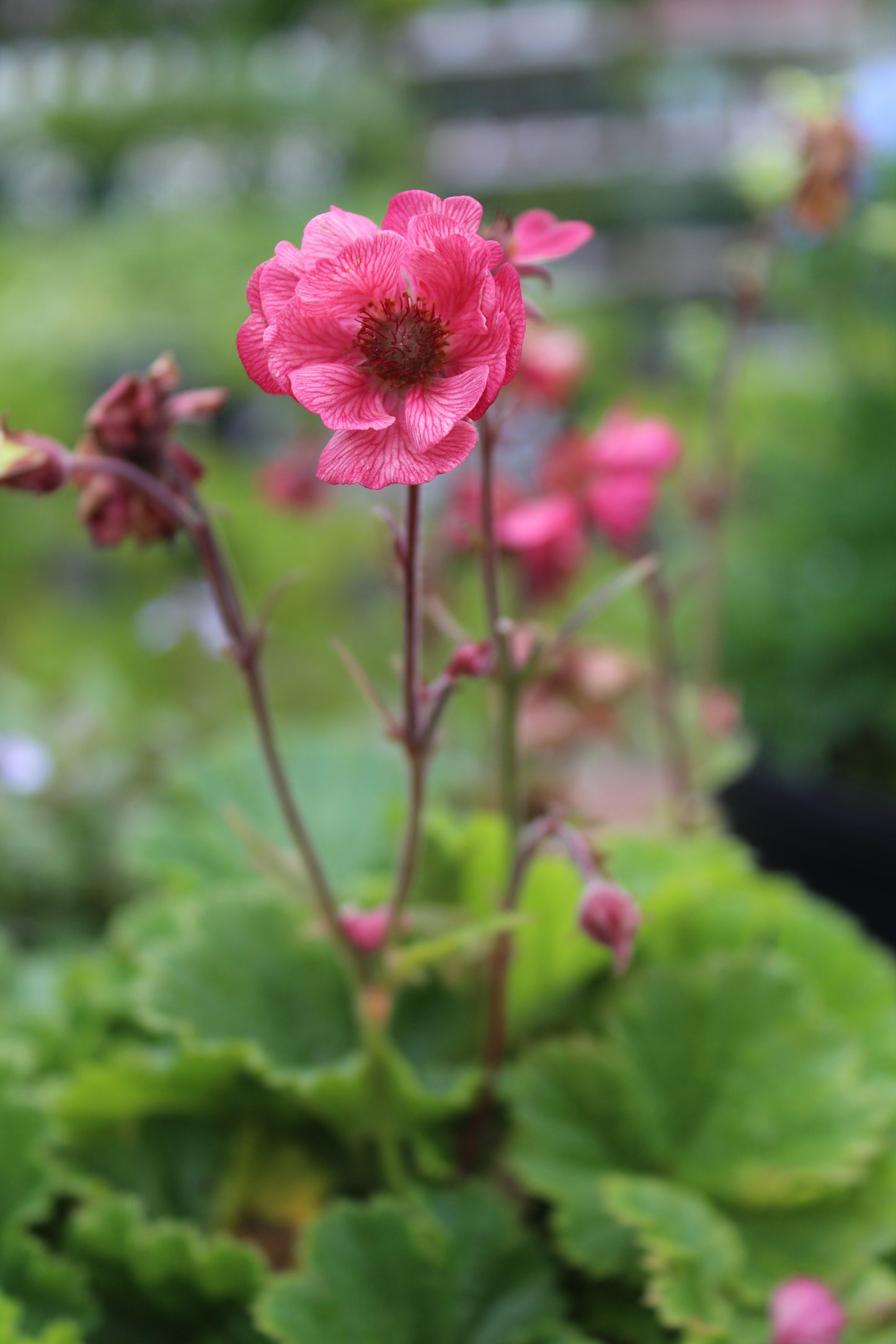 GEUM Tempo Rose 1g