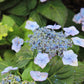 HYDRANGEA M.S. `BLUE BILLOW 3g